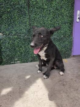 61309536 -  Cairn Terrier and Mixed Breed Dog for Adoption in El Paso, Texas - 61309536 | PetCurious