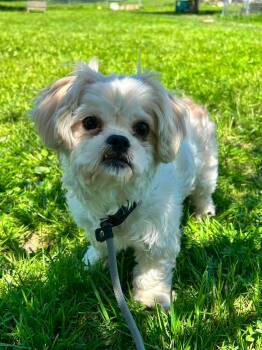 Gemma -  Maltese Dog for Adoption in Brunswick, Ohio - Gemma | PetCurious