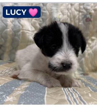 LUCY -  Shepherd Dog for Adoption in Pemberton Township, New Jersey - LUCY | PetCurious
