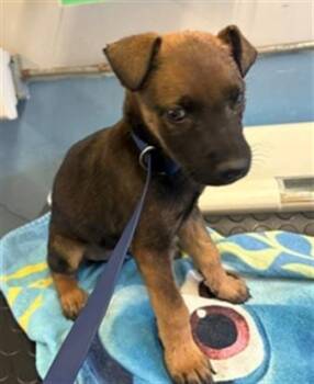 A882562 -  Belgian Shepherd Malinois and Mixed Breed Dog for Adoption in Camarillo, California - A882562 | PetCurious