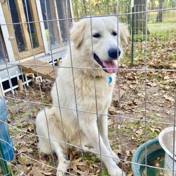 Rescue Great Pyrenees Dogs for Adoption in Livingston, Texas - Nala | PetCurious