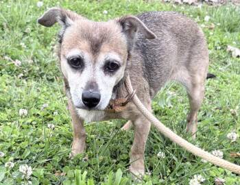 Chihuahua Dogs Available for Adoption in Columbus, Indiana - Rosie | PetCurious