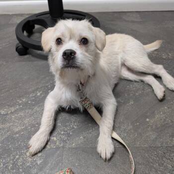 Terrier and Mixed Breed Dogs Available for Adoption - Tessie | PetCurious