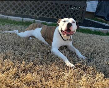 American Bulldog and Labrador Retriever Dogs Available for Adoption - Julien  | PetCurious