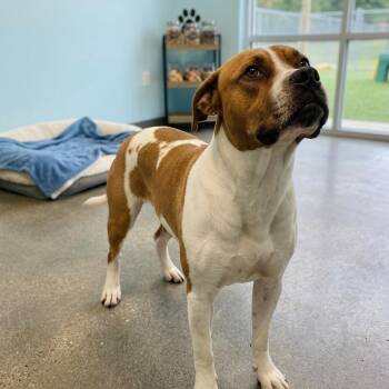 Boxer and Pit Bull Terrier Dogs Available for Adoption in Jefferson City, Tennessee - Luke | PetCurious