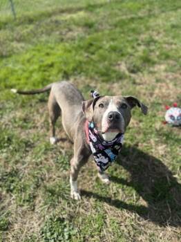Pit Bull Terrier Dogs Available for Adoption - TIFA | PetCurious