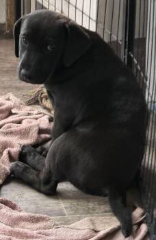 Berlin -  Labrador Retriever and Catahoula Leopard Dog Dog for Adoption in South Bend, Indiana - Berlin | PetCurious