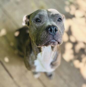 Wren -  American Bully Dog for Adoption in Rogers, Arkansas - Wren | PetCurious