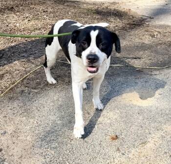 American Staffordshire Terrier and Pit Bull Terrier Dogs Available for Adoption - Melon | PetCurious