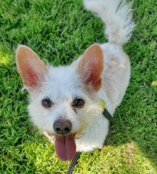 Jack -  Poodle and Chihuahua Dog for Adoption in Santa Paula, California - Jack | PetCurious