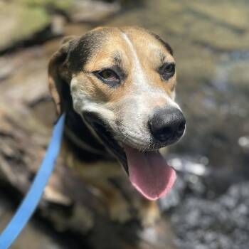 Roscoe - Likes kids and dogs -  Hound Dog for Adoption in Andover, Massachusetts - Roscoe - Likes Kids And Dogs | PetCurious