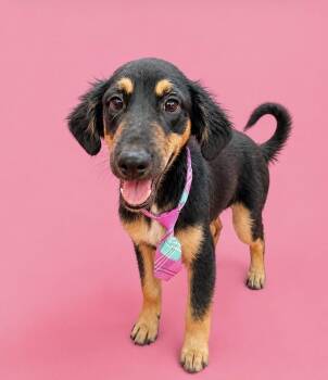 Duke -  Black And Tan Coonhound Dog for Adoption in Escondido, California - Duke | PetCurious