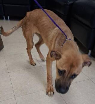 PUP TART -  German Shepherd Dog and Mixed Breed Dog for Adoption in Killeen, Texas - PUP TART | PetCurious