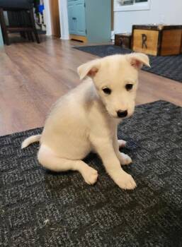 Kasper -  Mixed Breed Dog for Adoption in Athens, Ontario - Kasper | PetCurious