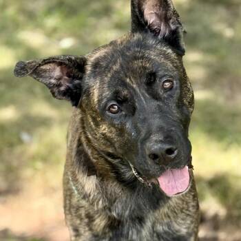 Rescue Shepherd and Husky Dogs for Adoption in Cranford, New Jersey - Billy | PetCurious