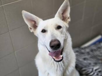 Sage -  German Shepherd Dog and Mixed Breed Dog for Adoption in Woodbury, Minnesota - Sage | PetCurious