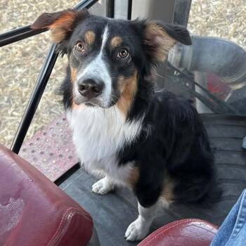 Australian Shepherd Dogs Available for Adoption - Scout | PetCurious