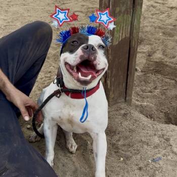 Happy Feet -  Pit Bull Terrier Dog for Adoption in Newark, New Jersey - Happy Feet | PetCurious