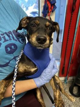 Rescue Miniature Pinscher and Hound Dogs for Adoption in Mobile, Alabama - Suge Knight | PetCurious
