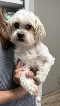 Penny -  Shih Tzu and Mixed Breed Dog for Adoption in Medfield, Massachusetts - Penny | PetCurious