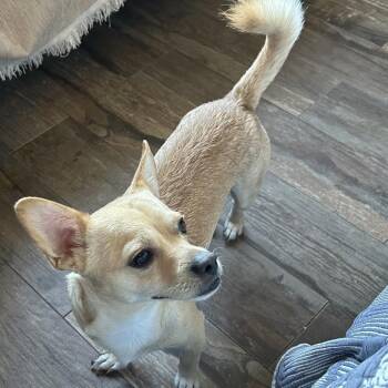 Loquito (Loki) -  Chihuahua Dog for Adoption in Santa Fe, Texas - Loquito (Loki) | PetCurious