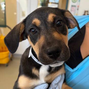 Shepherd and Mixed Breed Dogs Available for Adoption in Nashville, Tennessee - Sprite | PetCurious