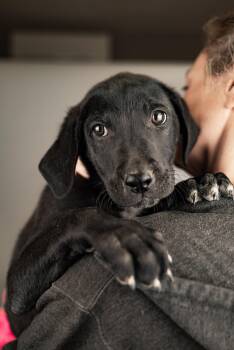 Labrador Retriever Dogs Available for Adoption in Brighton, Colorado - 420-26 | PetCurious
