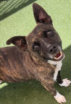 COOKIE -  Pit Bull Terrier and Mixed Breed Dog for Adoption in Texas City, Texas - COOKIE | PetCurious