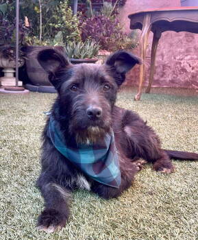 Rescue Scottish Terrier Dogs for Adoption in Escondido, California - Dipper | PetCurious