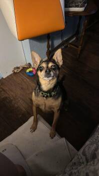 Rescue Chihuahua and Mixed Breed Dogs for Adoption in Mcminnville, Oregon - Ms. Mable | PetCurious