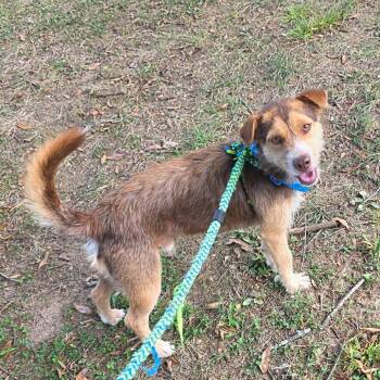 Rescue Terrier Dogs for Adoption in Rossville, Georgia - Brownie | PetCurious