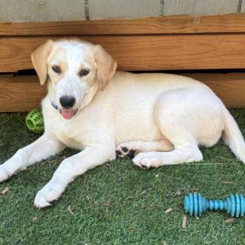Winnie **available at offsite adoption event on Saturday, 7/25*  -  Labrador Retriever and Great Pyrenees Dog for Adoption in Briarcliff Manor, New York - Winnie **available At Offsite Adoption Event On Saturday, 7/25*  | PetCurious