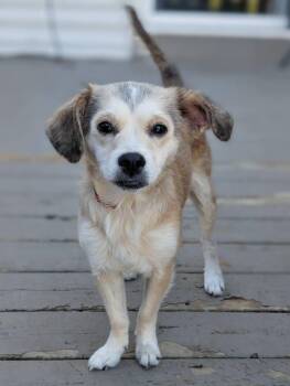 Effy -  Chihuahua Dog for Adoption in Grand Rapids, Michigan - Effy | PetCurious