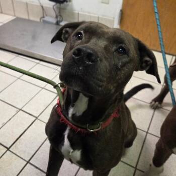 Sue Sue fka Javadi -  Mixed Breed Dog for Adoption in Charleston, West Virginia - Sue Sue Fka Javadi | PetCurious