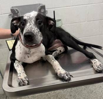 Olive Oyl -  Pit Bull Terrier and Mixed Breed Dog for Adoption in Kansas City, Missouri - Olive Oyl | PetCurious