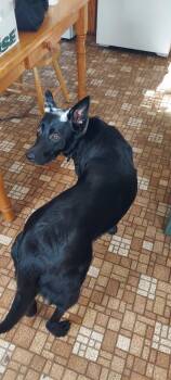 Navy *Help! I need a foster home!* -  Shepherd and Cattle Dog Dog for Adoption in Minneapolis, Minnesota - Navy *Help! I Need A Foster Home!* | PetCurious