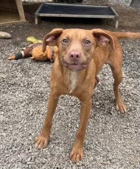 Hound Dogs Available for Adoption in Rutherfordton, North Carolina - Rocky | PetCurious