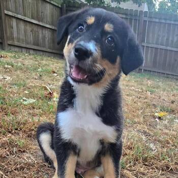 Dear Mr President -  Husky Dog for Adoption in Olathe, Kansas - Dear Mr President | PetCurious