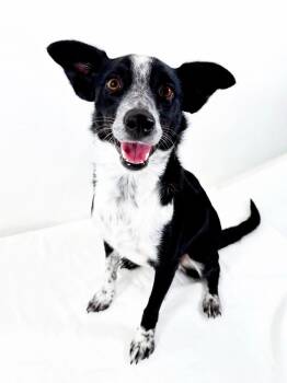Binnie -  Australian Cattle Dog Blue Heeler Dog for Adoption in Bixby, Oklahoma - Binnie | PetCurious
