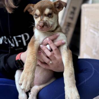 Siberian Husky Dogs Available for Adoption in Tacoma, Washington - Soy | PetCurious