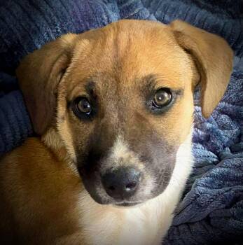 American Bully and Labrador Retriever Dogs Available for Adoption - Dude | PetCurious