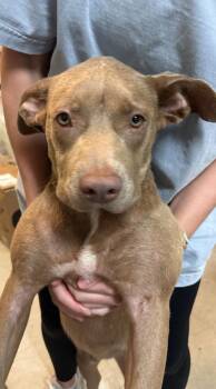 Retriever Dogs Available for Adoption in Mobile, Alabama - Rice-A-Roni | PetCurious