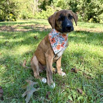 Trixie -  Boxer and Hound Dog for Adoption in High View, West Virginia - Trixie | PetCurious