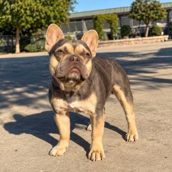 Eugene -  French Bulldog Dog for Adoption in Lathrop, California - Eugene | PetCurious