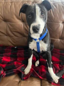 Mixed Breed Dogs Available for Adoption - Oreo | PetCurious