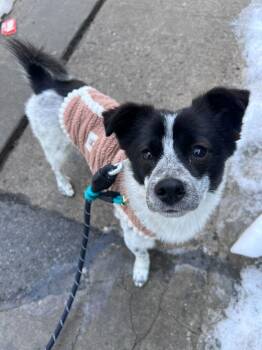 Jindo Dogs Available for Adoption - Neru | PetCurious