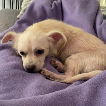 Sally -  Chihuahua and Wirehaired Terrier Dog for Adoption in Sanford, North Carolina - Sally | PetCurious