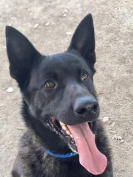 German Shepherd Dog and Dutch Shepherd Dogs Available for Adoption - SCOUT | PetCurious