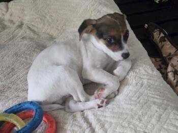Marshmallow -  Australian Terrier and Jack Russell Terrier Dog for Adoption - Marshmallow | PetCurious