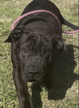 Black Labrador Retriever and Shar Pei Dogs Available for Adoption - Sprout | PetCurious